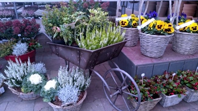 Tuinplanten