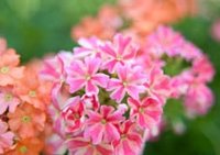 De Verbena overlaadt uw terras of balkon met geuren en kleuren.