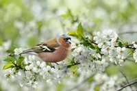 Wat te doen in de tuin in mei?